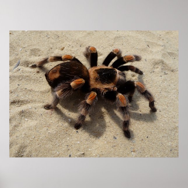 mexikanische Flameknie-Tarantula-Spinne Poster (Vorne)