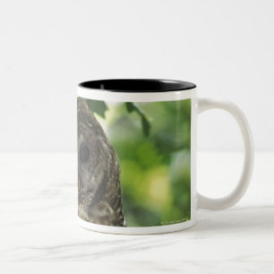 Mexikanische gepunktete Eule auf Stange in Gambel Zweifarbige Tasse