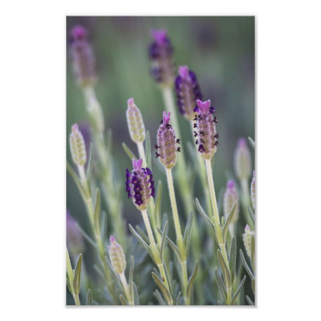Mexikanischer Lavendel Fotodruck (Vorne)