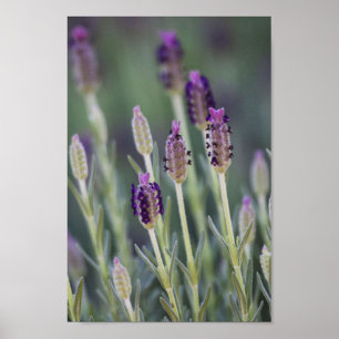 Mexikanischer Lavendel Poster