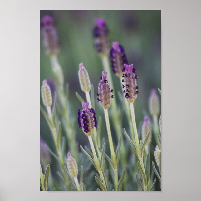 Mexikanischer Lavendel Poster (Vorne)