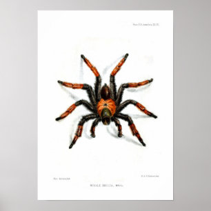 Mexikanischer roter Bein Tarantula Poster