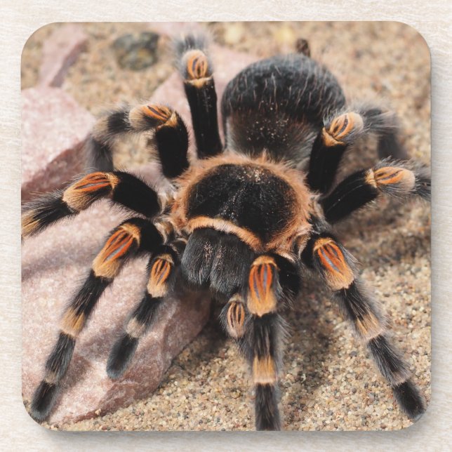 Mexikanischer Roter Knie Tarantula Spider Getränkeuntersetzer (Vorderseite)
