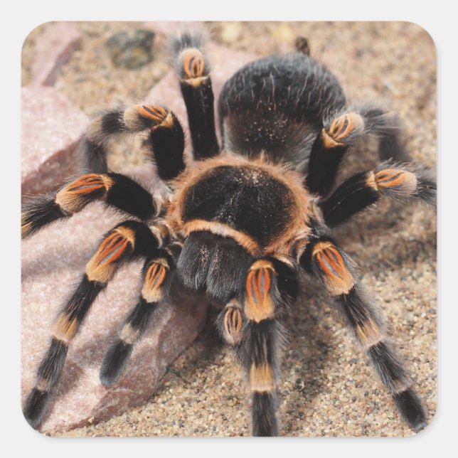 Mexikanischer Roter Knie Tarantula Spider Quadratischer Aufkleber (Vorderseite)
