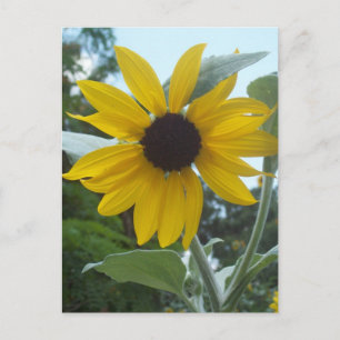 Mexikanischer Sonnenblumen Postkarte