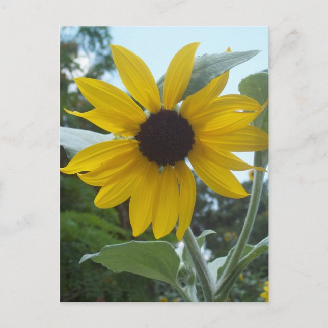 Mexikanischer Sonnenblumen Postkarte (Vorderseite)