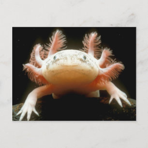 Mexikanischer Walking Fisch Postkarte