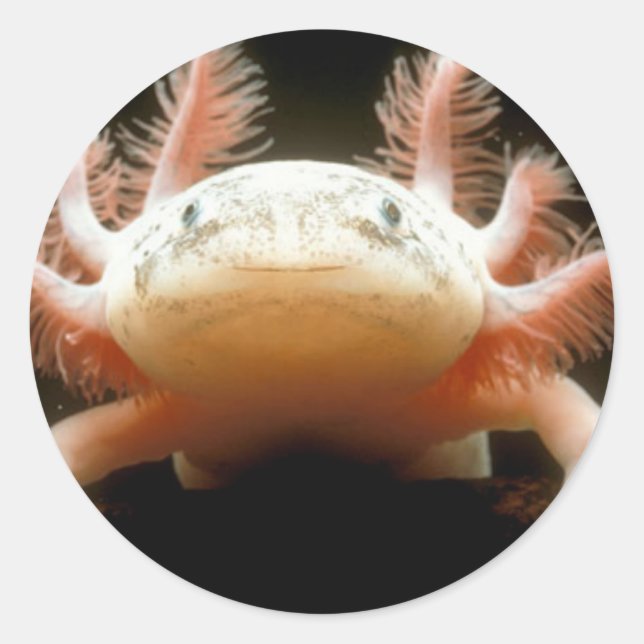 Mexikanischer Walking Fisch Runder Aufkleber (Vorderseite)