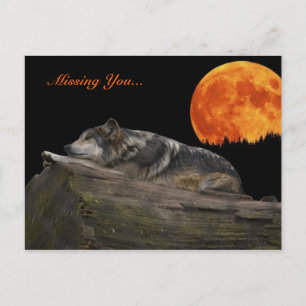Mexikanischer Wolf & Mond - Vermisst Sie... Postkarte