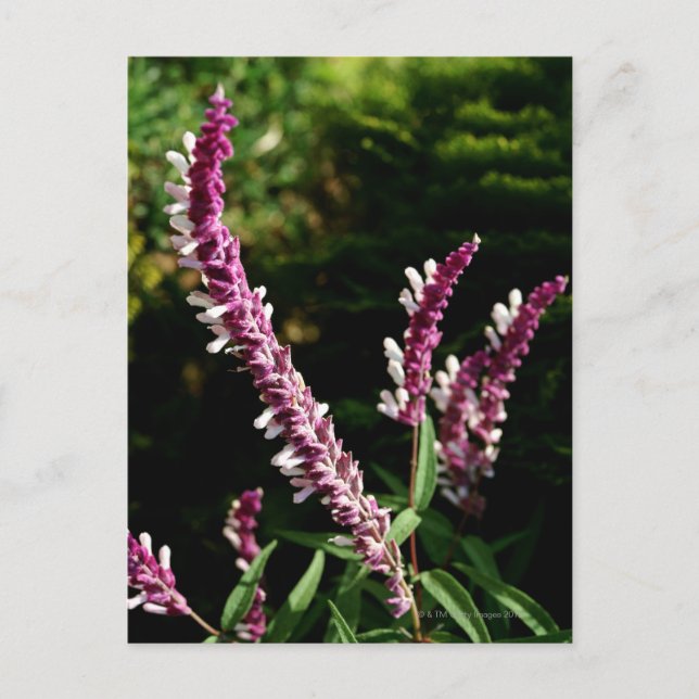 mexikanisches Kleid Postkarte (Vorderseite)