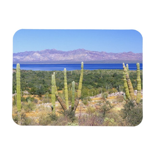 Mexiko, Baja California Sur, Cardon Cactus Magnet (Horizontal)