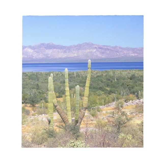 Mexiko, Baja California Sur, Cardon Cactus Notizblock (Vorderseite)