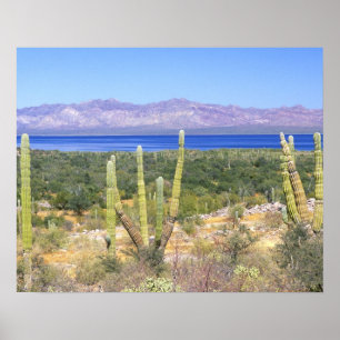 Mexiko, Baja California Sur, Cardon Cactus Poster
