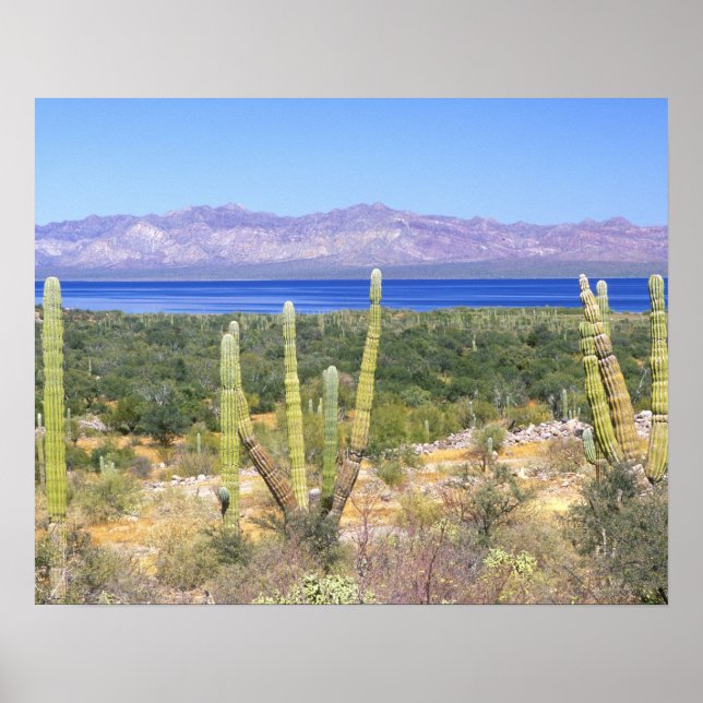 Mexiko, Baja California Sur, Cardon Cactus Poster (Vorne)