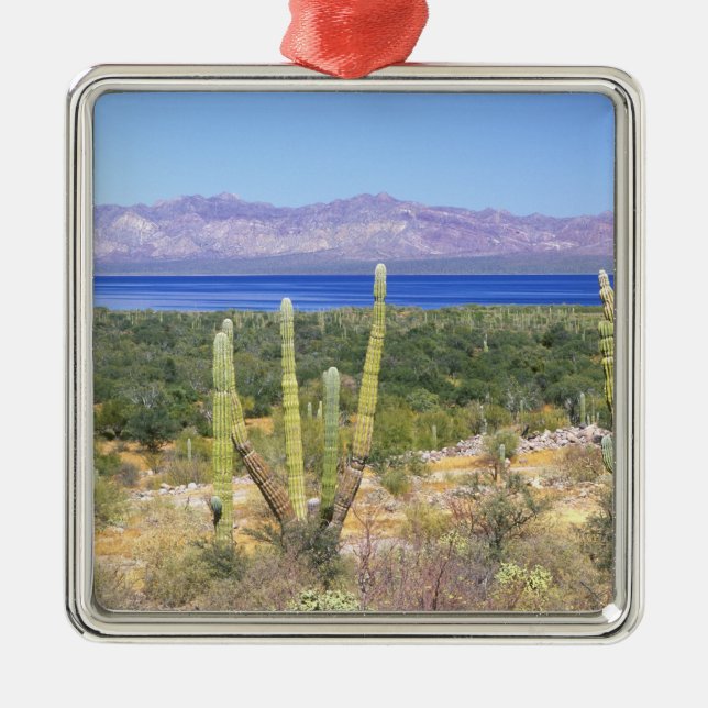 Mexiko, Baja California Sur, Cardon Cactus Silbernes Ornament (Vorne)