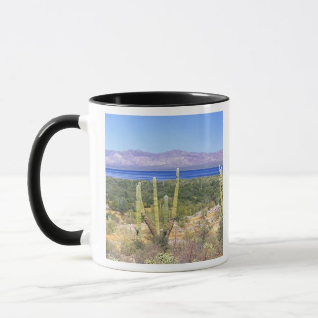 Mexiko, Baja California Sur, Cardon Cactus Tasse (Links)