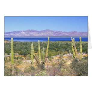 Mexiko, Baja California Sur, Cardon-Kaktus bei