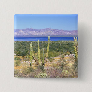 Mexiko, Baja California Sur, Cardon-Kaktus bei Button