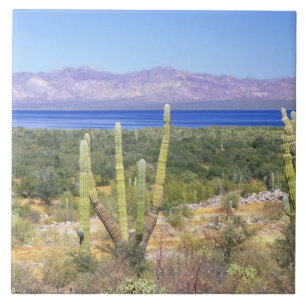 Mexiko, Baja California Sur, Cardon-Kaktus bei Fliese