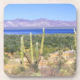 Mexiko, Baja California Sur, Cardon-Kaktus bei Getränkeuntersetzer