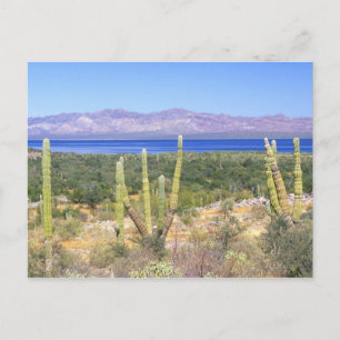 Mexiko, Baja California Sur, Cardon-Kaktus bei Postkarte