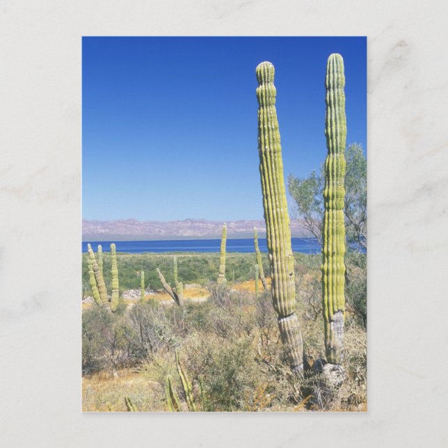 Mexiko, Baja California Sur, Mulege, Bahia Postkarte (Vorderseite)