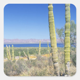 Mexiko, Baja California Sur, Mulege, Bahia Quadratischer Aufkleber