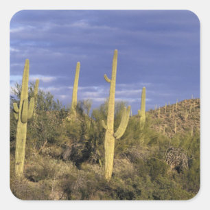 Mexiko, Baja del Norte, Catavina Desert National 2 Quadratischer Aufkleber