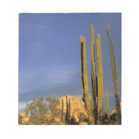 Mexiko, Baja del Norte, Wüste Catavina, National