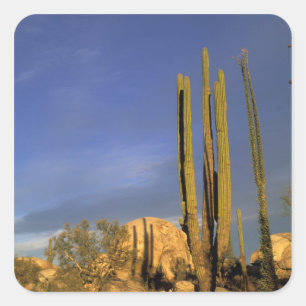Mexiko, Baja del Norte, Wüste Catavina, National Quadratischer Aufkleber