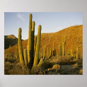 Mexiko, Baja, Santa Catalina Insel, Meer Poster