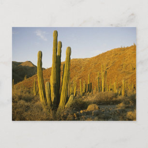 Mexiko, Baja, Santa Catalina Insel, Meer von Postkarte