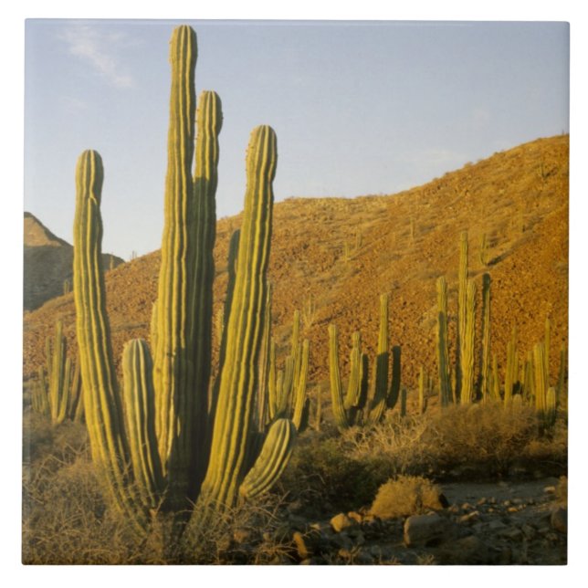 Mexiko, Baja, Santa Catalina Island, Meer Fliese (Vorderseite)