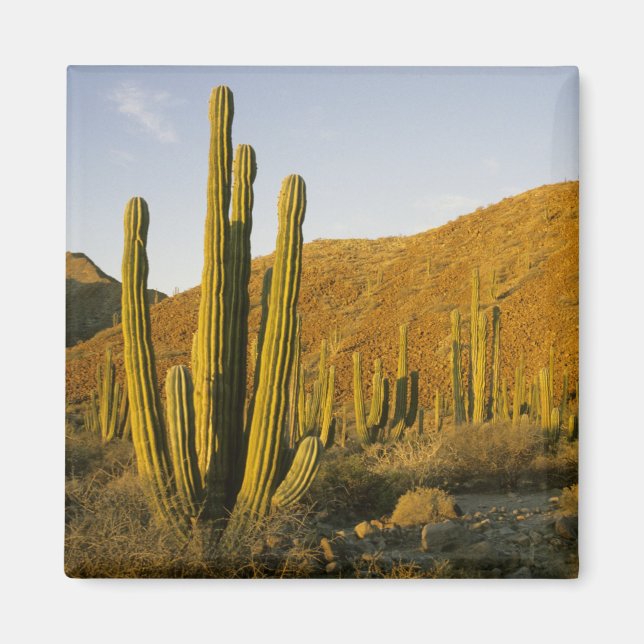 Mexiko, Baja, Santa Catalina Island, Meer Magnet (Vorne)