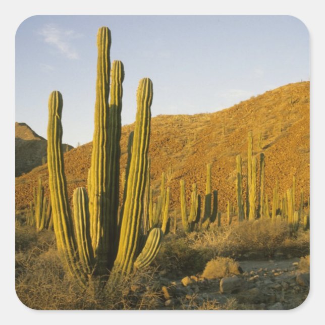 Mexiko, Baja, Santa Catalina Island, Meer Quadratischer Aufkleber (Vorderseite)