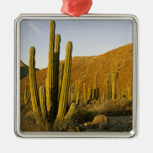 Mexiko, Baja, Santa Catalina Island, Meer Silbernes Ornament