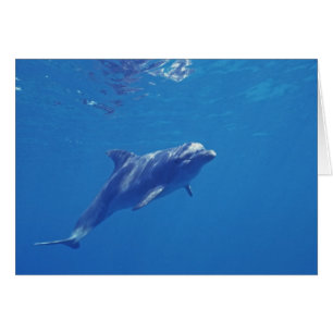 Mexiko, Cozumel. Bottlenosed Dolphin