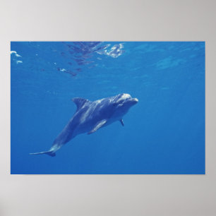 Mexiko, Cozumel. Bottlenosed Dolphin Poster