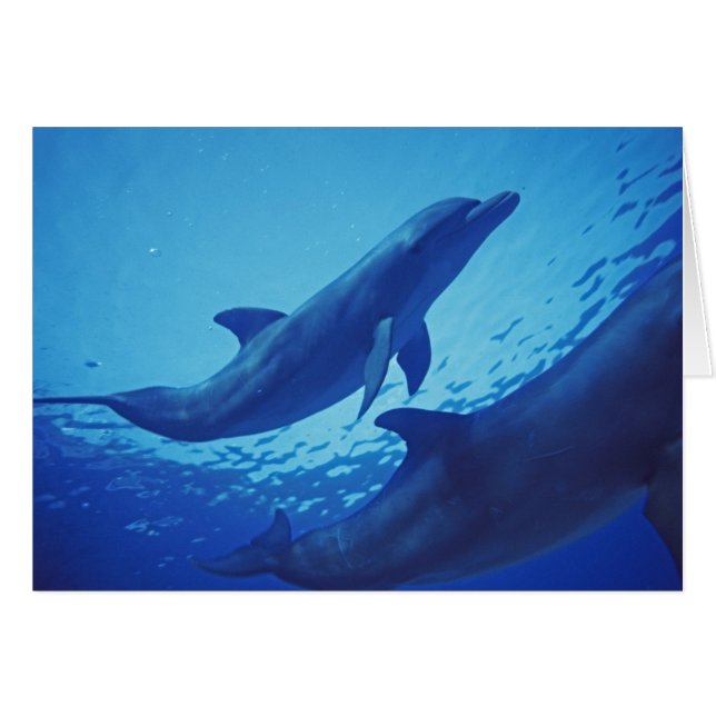 Mexiko, Cozumel. Dolphin Bottlenosed, Tursiops (Vorderseite (Horizontal))
