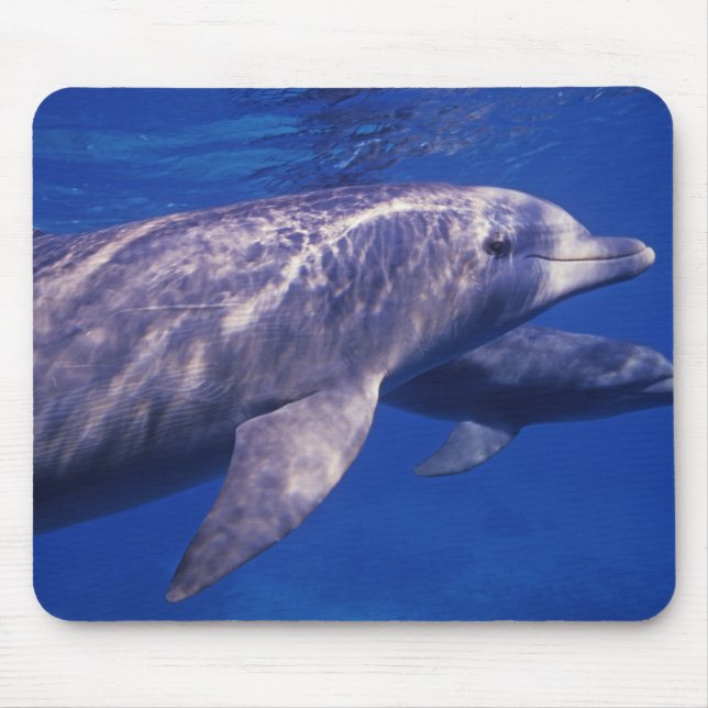 Mexiko, Cozumel. Dolphin in Flaschen, Tursiops 2 Mousepad (Vorne)