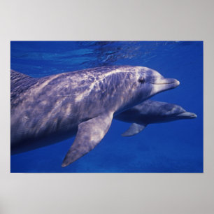 Mexiko, Cozumel. Dolphin in Flaschen, Tursiops 2 Poster