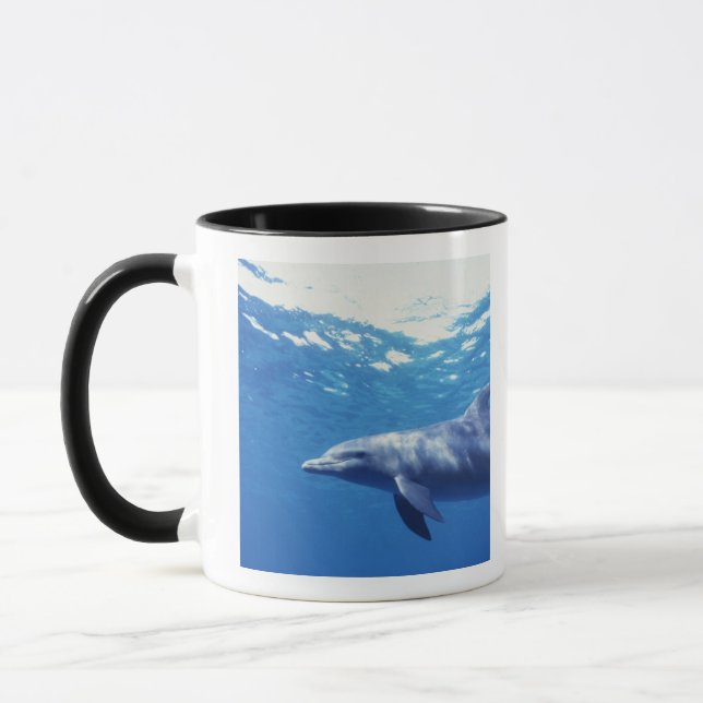 Mexiko, Cozumel. Dolphin in Flaschen, Tursiops 3 Tasse (Links)