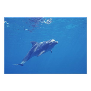 Mexiko, Cozumel. Großer Tümmler Fotodruck