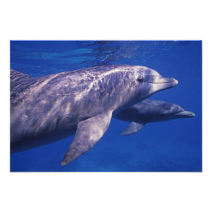 Mexiko, Cozumel. Großer Tümmler, Tursiops 2 Fotodruck