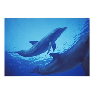 Mexiko, Cozumel. Großer Tümmler, Tursiops 2 Fotodruck