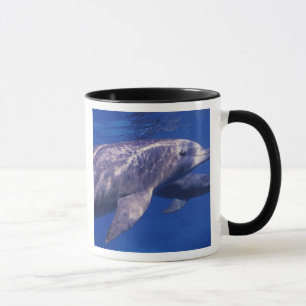 Mexiko, Cozumel. Großer Tümmler, Tursiops 2 Tasse