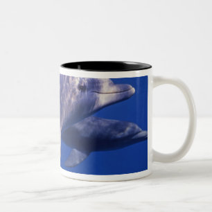 Mexiko, Cozumel. Großer Tümmler, Tursiops 2 Zweifarbige Tasse