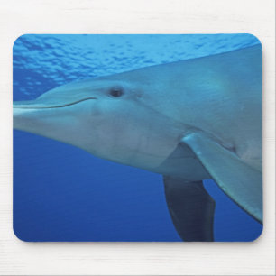 Mexiko, Cozumel. Großer Tümmler, Tursiops 4 Mousepad