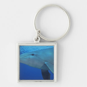Mexiko, Cozumel. Großer Tümmler, Tursiops 4 Schlüsselanhänger