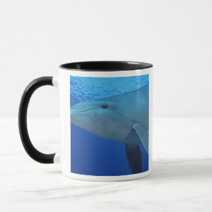 Mexiko, Cozumel. Großer Tümmler, Tursiops 4 Tasse